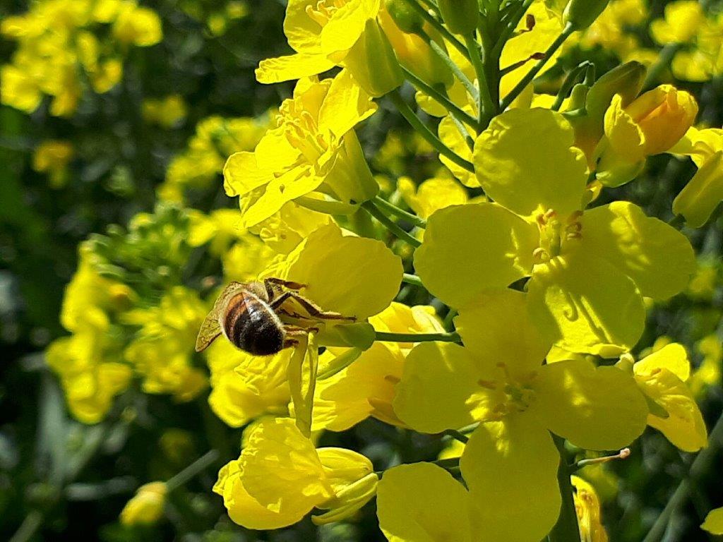 Pollinisation sur les Colza