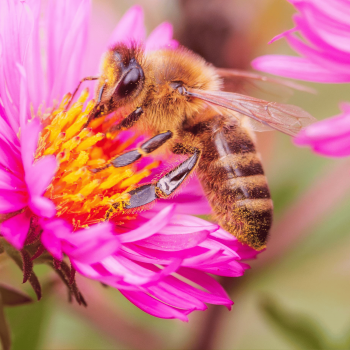 Abeille