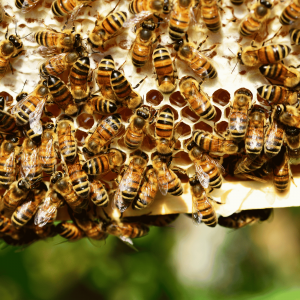 Cadre avec abeilles
