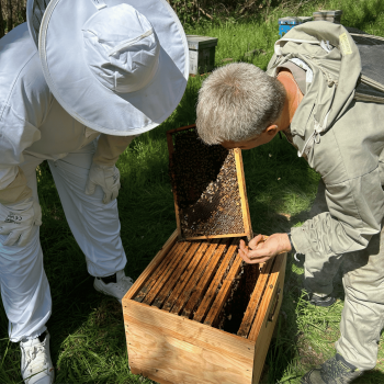 Initiation à l’Apiculture