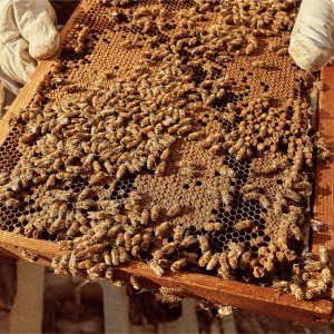 Cadre avec abeilles
