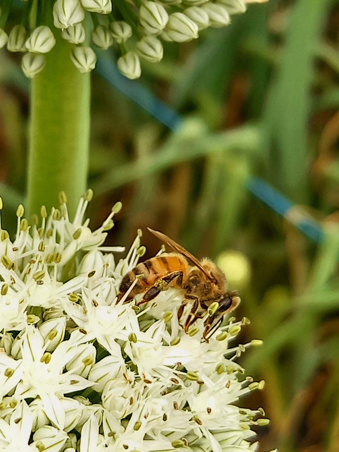 Pollinisation_oignons.jpg